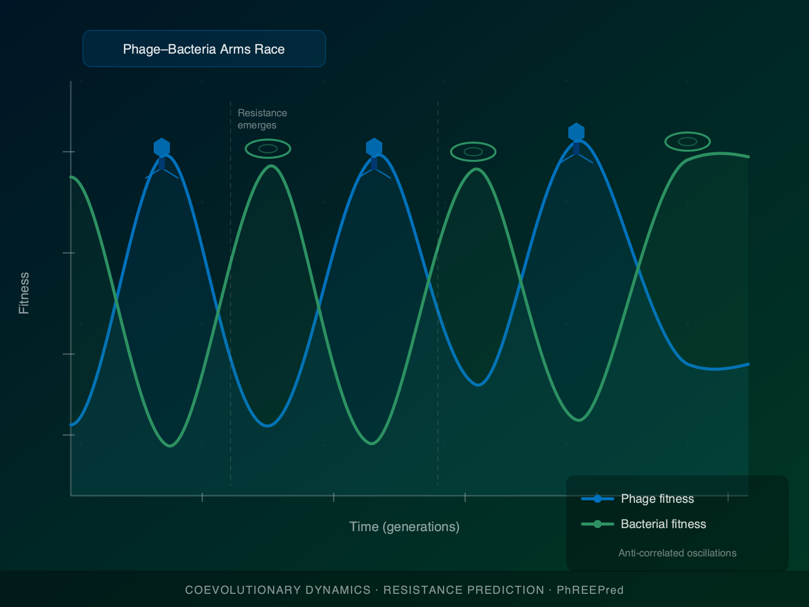Phage-bacteria coevolution arms race diagram