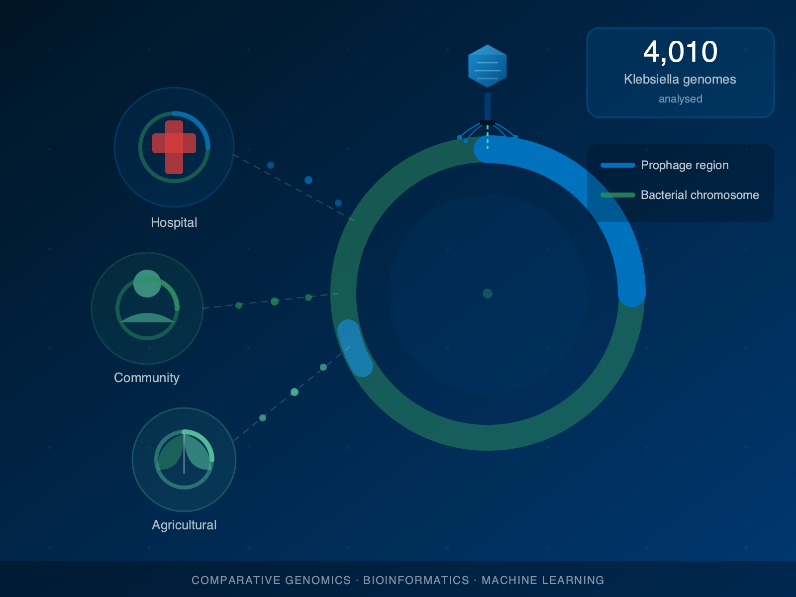 Prophage genomics and bacterial adaptation diagram