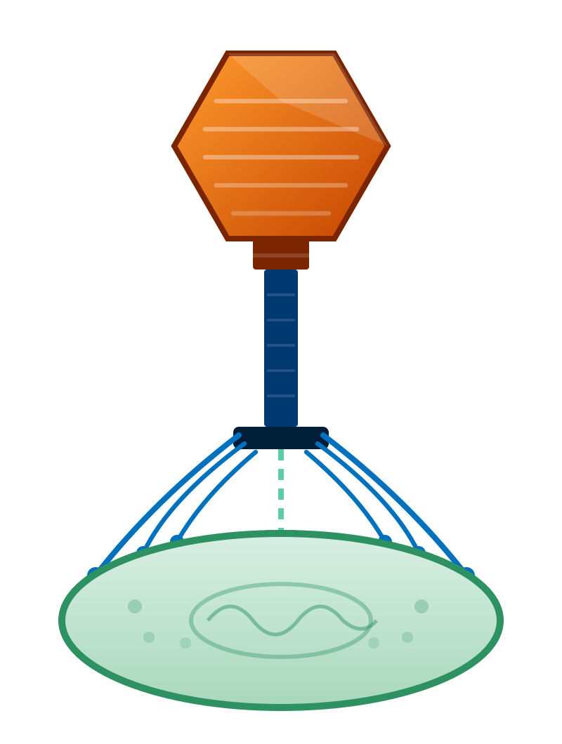 Bacteriophage injecting DNA into a bacterial cell